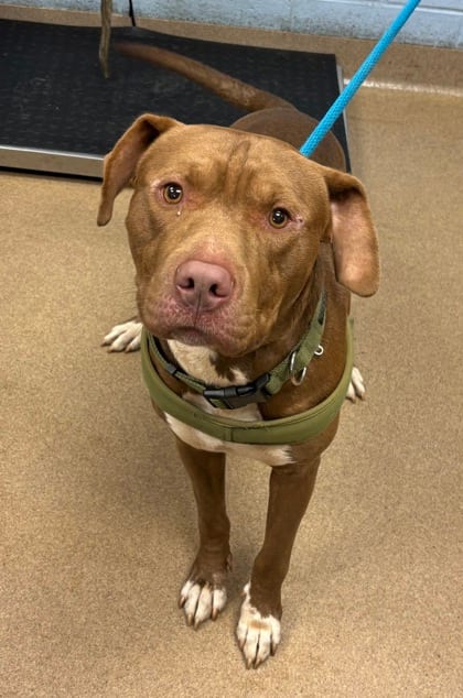 Photo of Retro, adoptable dog in Chamblee, Georgia