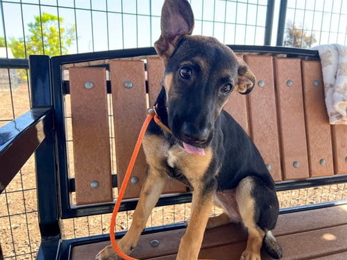 Photo of Sadie, adoptable Doberman Pinscher in Orange, California