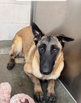 Photo of Fauna located in California, adoptable Belgian Shepherd Malinois in Imlay City, Michigan