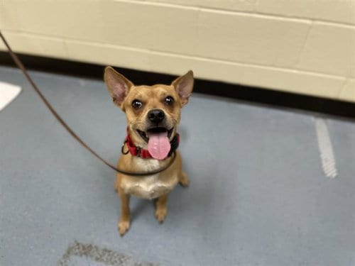 Photo of Chico, adoptable Chihuahua in Denver, Colorado