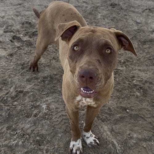 Photo of Flower, adoptable Pit Bull Terrier in Thousand Palms, California