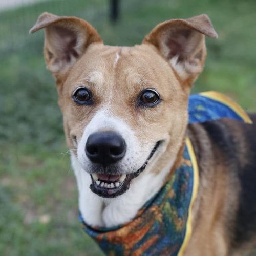 Photo of Lady, adoptable Beagle in San Antonio, Texas
