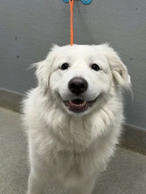 Photo of Smiley, adoptable Great Pyrenees in Las Vegas, Nevada