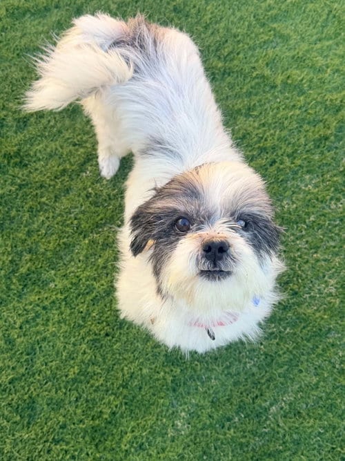 Photo of Doug, adoptable Shih Tzu in Las Vegas, Nevada