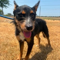 Photo of Cosmo JuM, adoptable Fox Terrier (Wirehaired) Mixed Breed (Medium) in Richfield, Minnesota