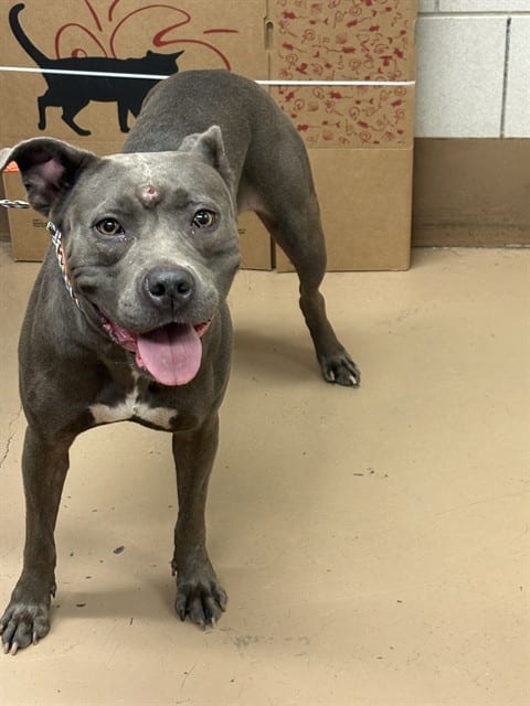 Photo of Nova, adoptable American Pit Bull Terrier in Chicago, Illinois