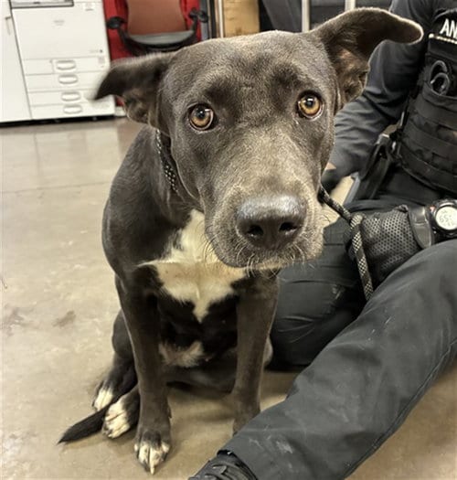 Photo of Alma, adoptable Blue Lacy in Phoenix, Arizona