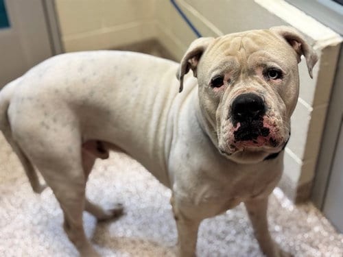 Photo of Chance, adoptable American Bulldog in Pueblo, Colorado