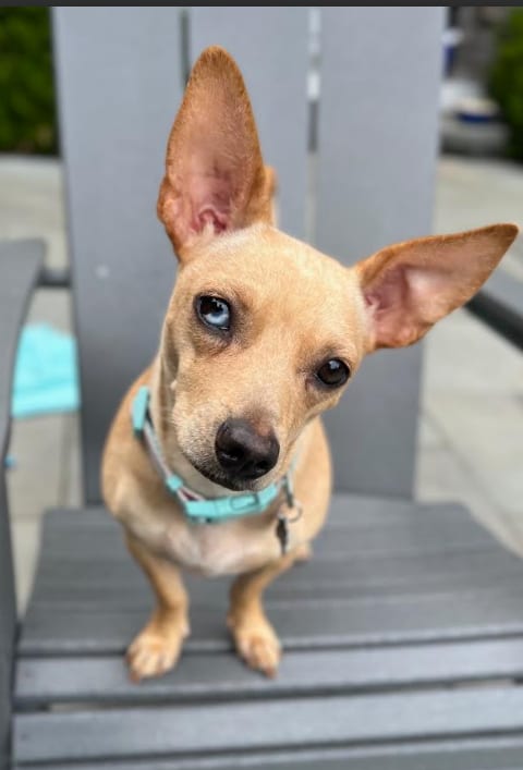 Photo of Nancy, adoptable Chihuahua in Cranston, Rhode Island