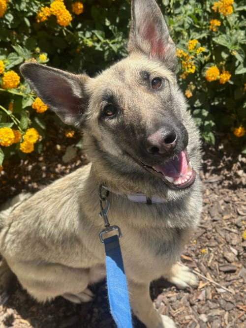 Photo of Prada, adoptable German Shepherd Dog in Phoenix, Arizona