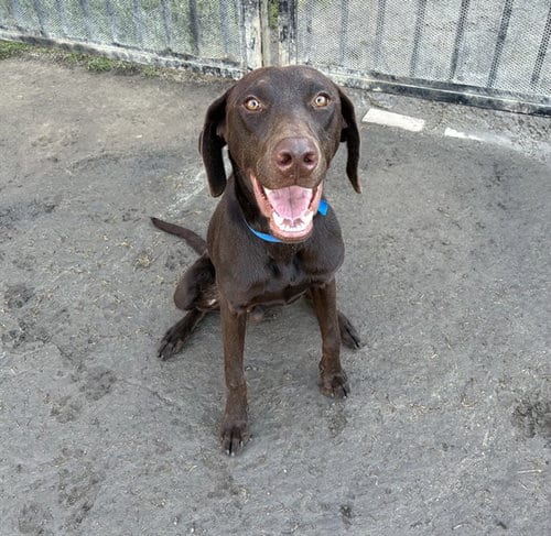 Photo of Romeo, adoptable Labrador Retriever in Riverside, California
