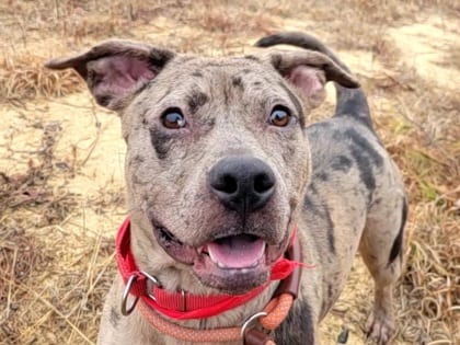 Photo of Tiny, adoptable dog in Atlanta, Georgia