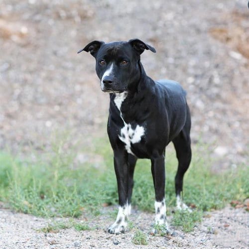 Photo of Blueberry, adoptable American Pit Bull Terrier in Albuquerque, New Mexico