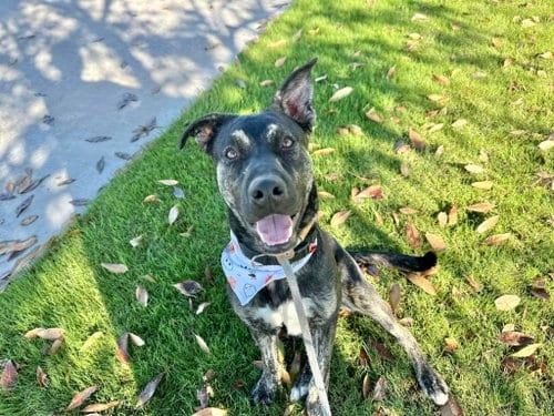 Photo of Apollo, adoptable Australian Shepherd in Chandler, Arizona
