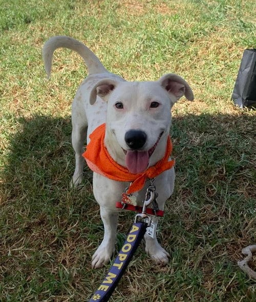 Photo of Oliver, adoptable Labrador Retriever in San Diego, California