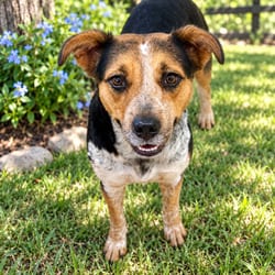 Photo of Jade, adoptable Australian Cattle Dog Mixed Breed (Medium) in Indiantown, Florida