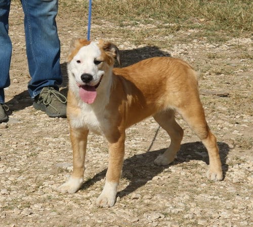 Photo of Barron, adoptable Mastiff in Bandera, Texas