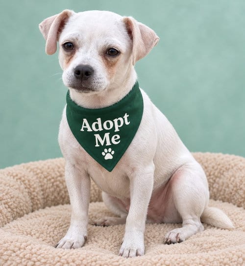 Photo of Maple AC, adoptable Pug in Inglewood, California