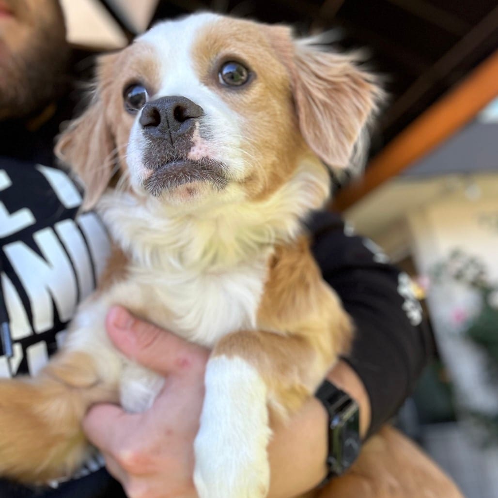 Photo of Cassian, adoptable Mixed Breed (Small) in San Francisco, California