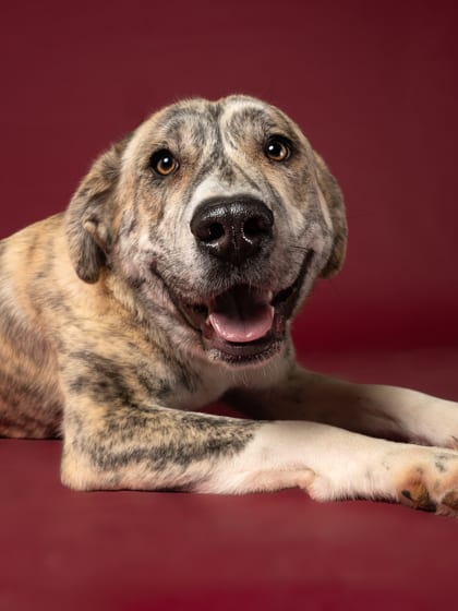 Photo of Lilly, adoptable dog in Atlanta, Georgia