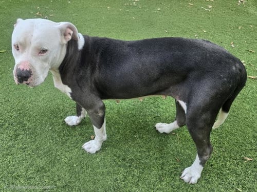 Photo of Kitana, adoptable Pit Bull Terrier in Van Nuys, California