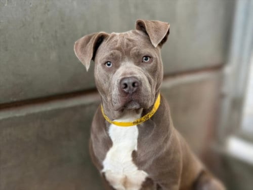 Photo of Sunny Boy, adoptable American Pit Bull Terrier in San Pedro, California