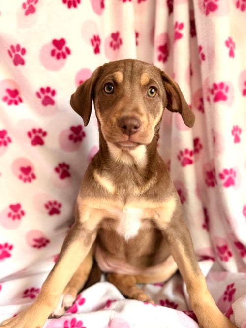 Photo of CeeCee, adoptable Carolina Dog in Elizabethtown, Pennsylvania