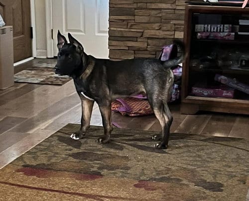Photo of Jango, adoptable Akita in Manassas, Virginia