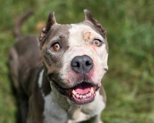 Photo of Scarlett, adoptable American Staffordshire Terrier in Anniston, Alabama
