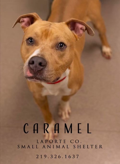 Photo of Caramel, adoptable Pit Bull Terrier in La Porte, Indiana