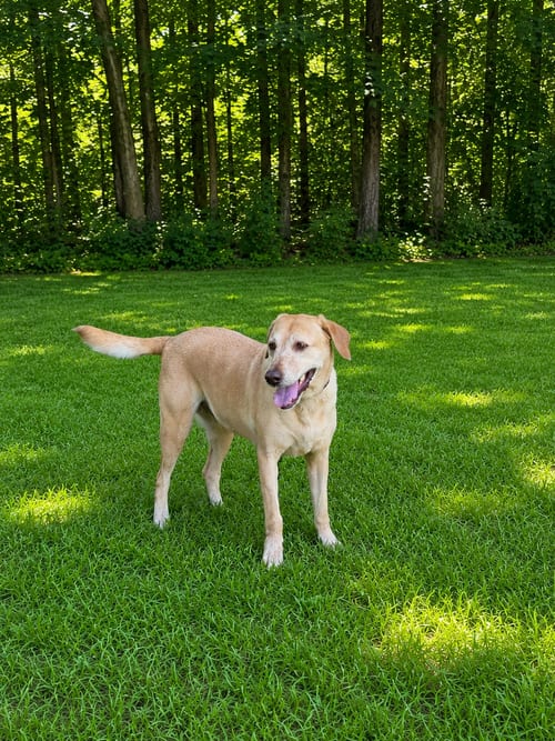 Photo of Cathy Faith, adoptable Labrador Retriever in Nashville, Tennessee