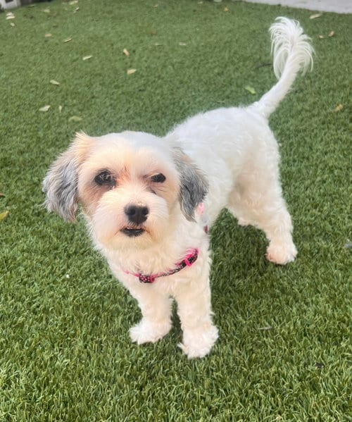 Photo of Gouda, adoptable Poodle (Miniature) in North Babylon, New York