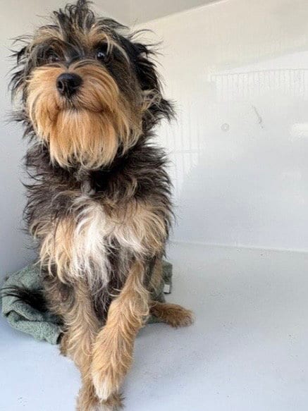 Photo of A658148, adoptable Yorkshire Terrier Yorkie in Houston, Texas