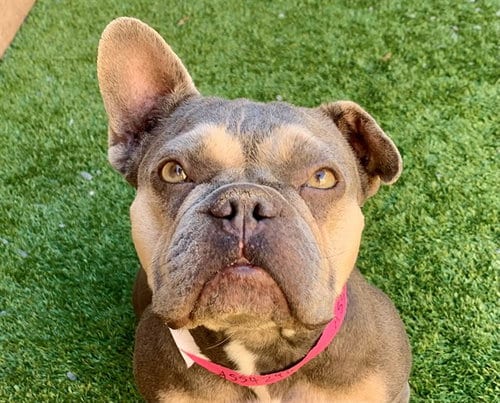 Photo of Muffie, adoptable French Bulldog in Moreno Valley, California