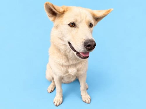 Photo of Rocket, adoptable Husky in HESPERIA, California