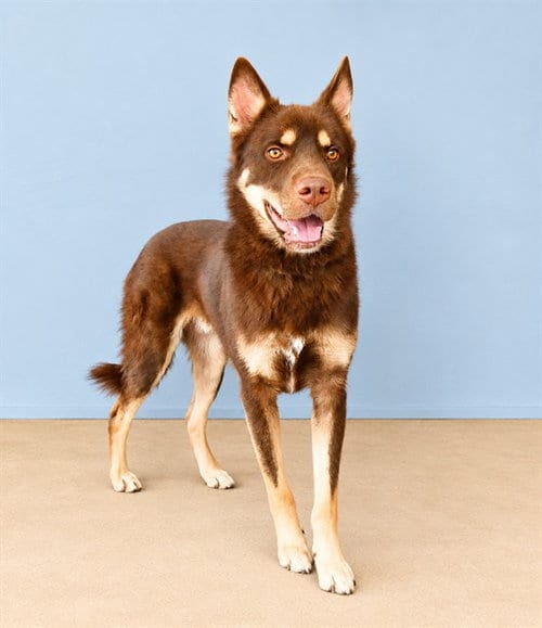 Photo of Nuka, adoptable Siberian Husky in Baldwin Park, California