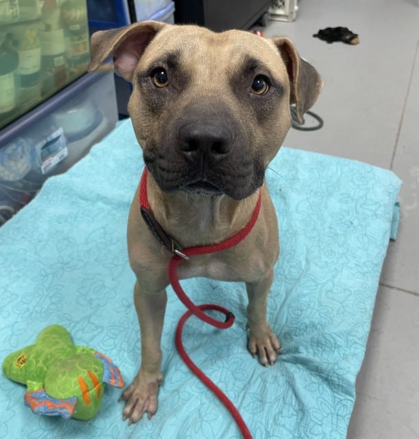 Photo of Rango, adoptable dog in Palmetto, Florida