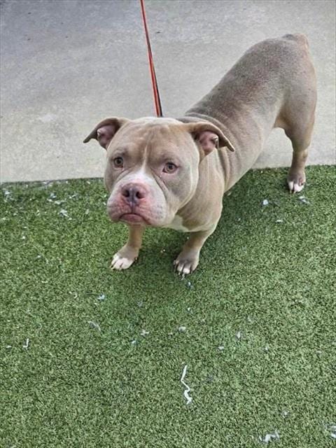 Photo of Monkey, adoptable Pit Bull Terrier in Fayetteville, North Carolina
