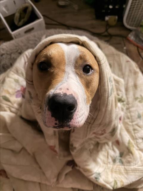 Photo of Violet, adoptable American Pit Bull Terrier in Derwood, Maryland
