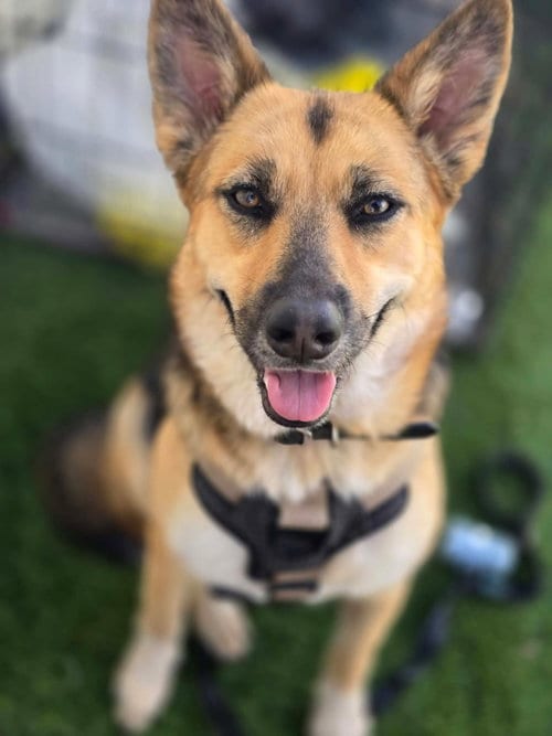 Photo of Arlee, adoptable German Shepherd Dog in Visalia, California