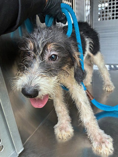 Photo of Bolt, adoptable Wheaten Terrier in Mesa, Arizona