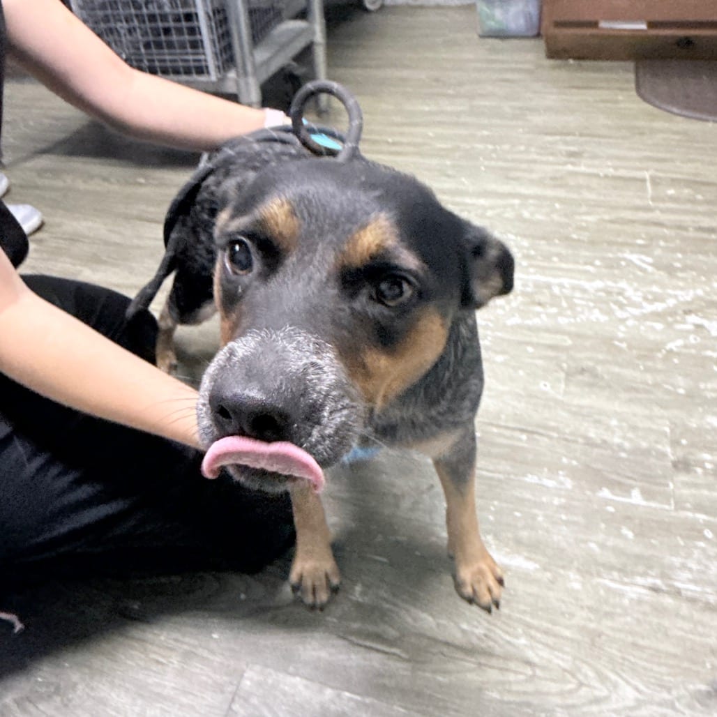 Photo of Mae, adoptable American Blue Heeler in Summerville, South Carolina
