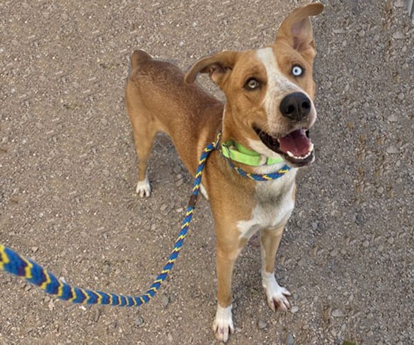Photo of Bowie, adoptable dog