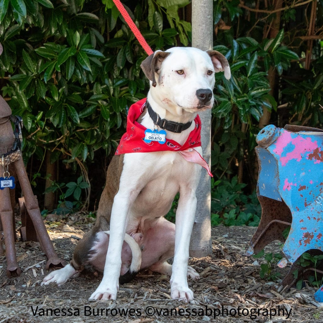 Photo of Gelato, adoptable Terrier, Pit Bull in Wake Forest, North Carolina