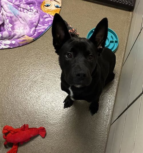 Photo of Jet, adoptable Labrador Retriever in Fort Wayne, Indiana