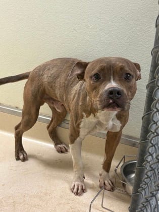 Photo of Oyster, adoptable Terrier, Pit Bull/Mix in Raeford, North Carolina
