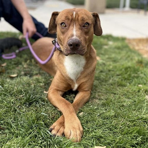 Photo of Dude, adoptable Pit Bull Terrier in Modesto, California