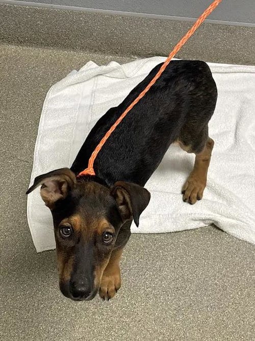Photo of Daphney, adoptable German Shepherd Dog in Las Vegas, Nevada