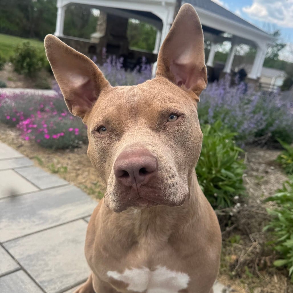 Photo of Rabbit, adoptable Terrier, Pit Bull in York, Pennsylvania