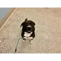Photo of Lou Boy, adoptable American Pit Bull Terrier Cane Corso in Colorado Springs, Colorado
